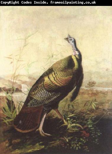 John James Audubon the american wild turkey cock